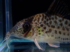 画像2: 【淡水魚】【通販】激レア No1 コリドラス キンチャン ロンドニア州 ワイルド【個体販売】(±5cm)(生体)(熱帯魚)NKCR (2)