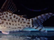 画像3: 【淡水魚】【通販】激レア No1 コリドラス キンチャン ロンドニア州 ワイルド【個体販売】(±5cm)(生体)(熱帯魚)NKCR (3)