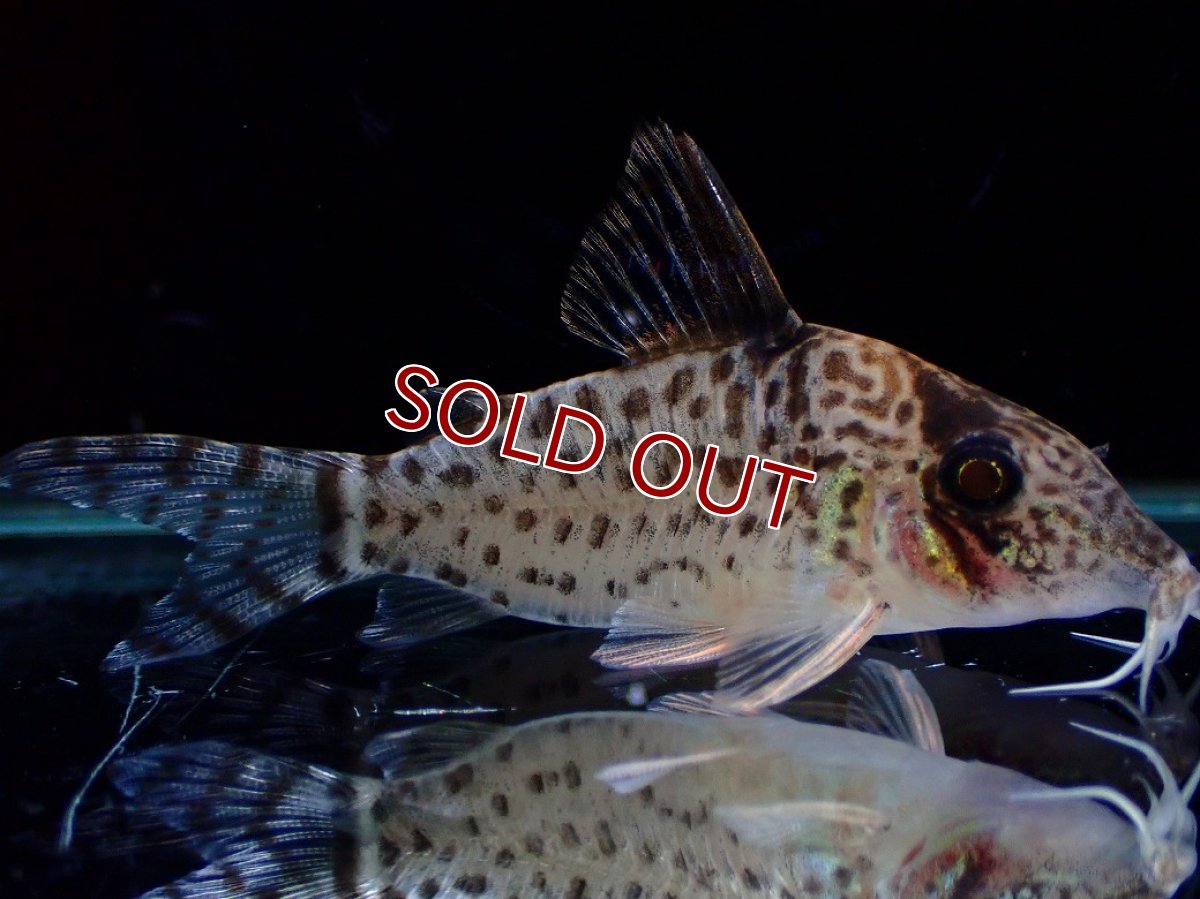 画像4: 【淡水魚】【通販】激レア No1 コリドラス キンチャン ロンドニア州 ワイルド【個体販売】(±5cm)(生体)(熱帯魚)NKCR (4)