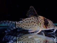 画像4: 【淡水魚】【通販】激レア No1 コリドラス キンチャン ロンドニア州 ワイルド【個体販売】(±5cm)(生体)(熱帯魚)NKCR (4)