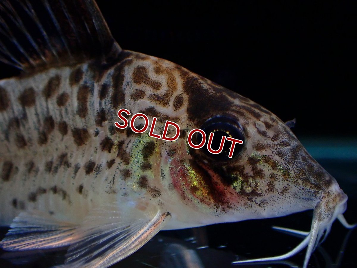 画像5: 【淡水魚】【通販】激レア No1 コリドラス キンチャン ロンドニア州 ワイルド【個体販売】(±5cm)(生体)(熱帯魚)NKCR (5)