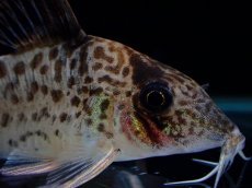 画像5: 【淡水魚】【通販】激レア No1 コリドラス キンチャン ロンドニア州 ワイルド【個体販売】(±5cm)(生体)(熱帯魚)NKCR (5)