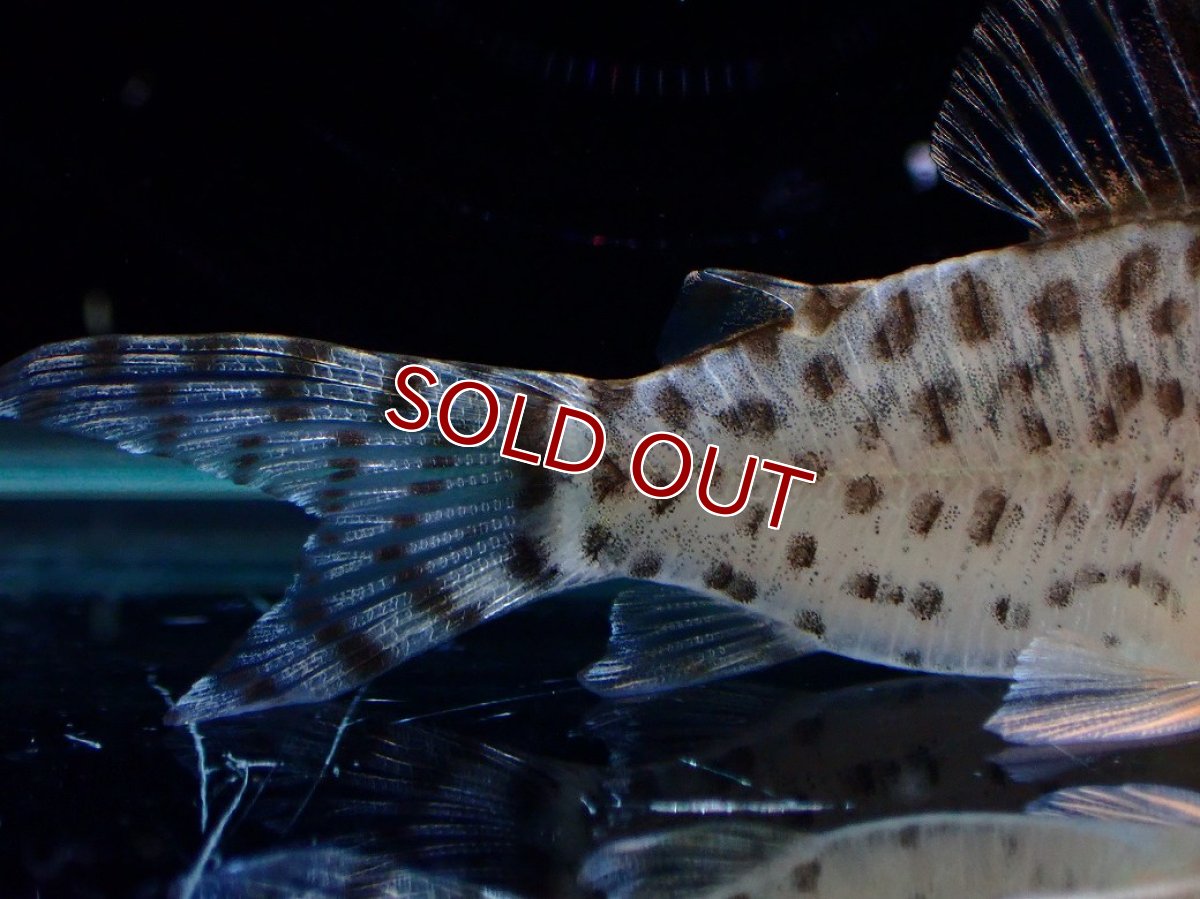 画像6: 【淡水魚】【通販】激レア No1 コリドラス キンチャン ロンドニア州 ワイルド【個体販売】(±5cm)(生体)(熱帯魚)NKCR (6)