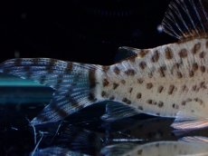 画像6: 【淡水魚】【通販】激レア No1 コリドラス キンチャン ロンドニア州 ワイルド【個体販売】(±5cm)(生体)(熱帯魚)NKCR (6)