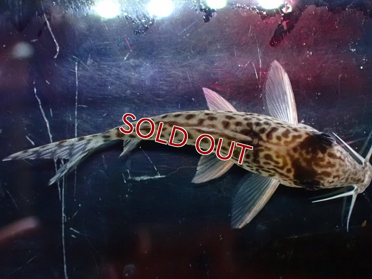 画像7: 【淡水魚】【通販】激レア No1 コリドラス キンチャン ロンドニア州 ワイルド【個体販売】(±5cm)(生体)(熱帯魚)NKCR (7)