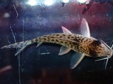 画像7: 【淡水魚】【通販】激レア No1 コリドラス キンチャン ロンドニア州 ワイルド【個体販売】(±5cm)(生体)(熱帯魚)NKCR (7)