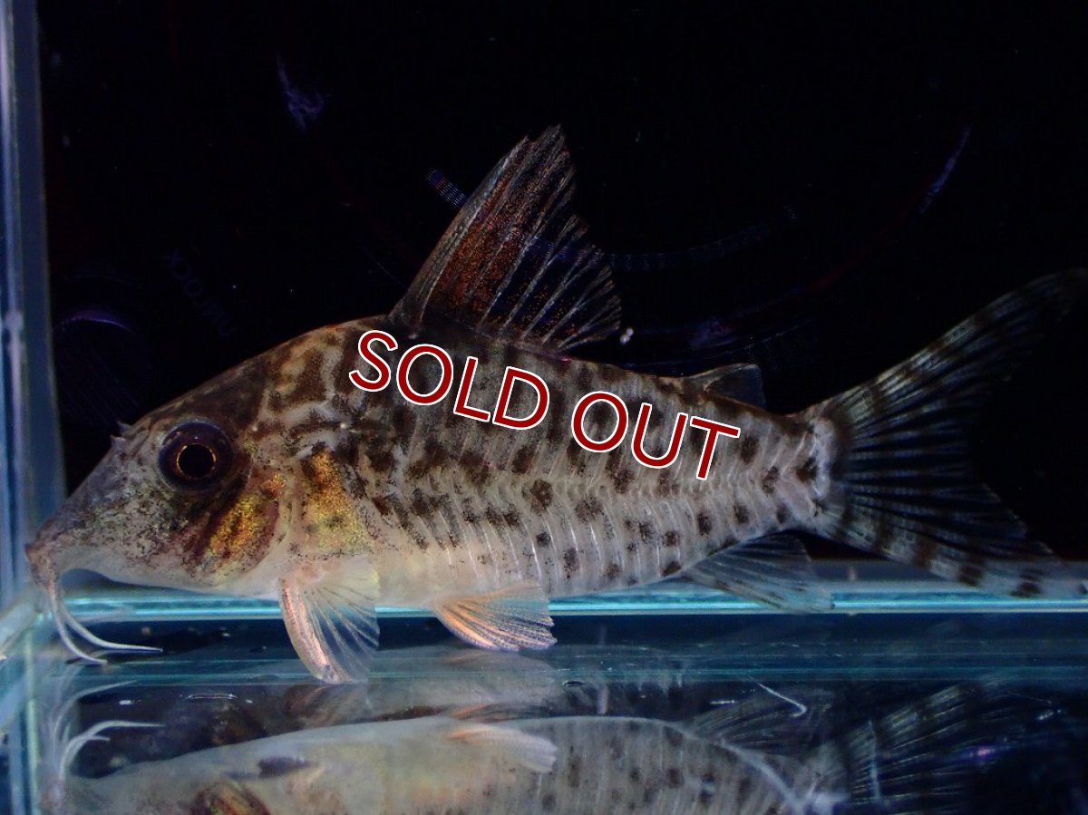 画像1: 【淡水魚】【通販】激レア No2 コリドラス キンチャン ロンドニア州 ワイルド【個体販売】(±5cm)(生体)(熱帯魚)NKCR (1)