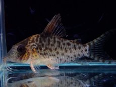 画像1: 【淡水魚】【通販】激レア No2 コリドラス キンチャン ロンドニア州 ワイルド【個体販売】(±5cm)(生体)(熱帯魚)NKCR (1)