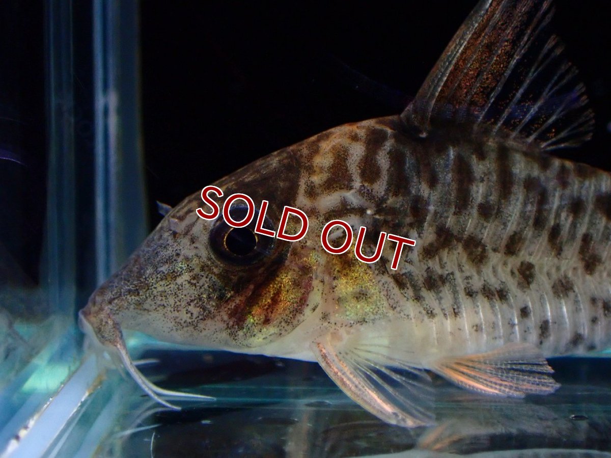 画像2: 【淡水魚】【通販】激レア No2 コリドラス キンチャン ロンドニア州 ワイルド【個体販売】(±5cm)(生体)(熱帯魚)NKCR (2)