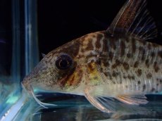 画像2: 【淡水魚】【通販】激レア No2 コリドラス キンチャン ロンドニア州 ワイルド【個体販売】(±5cm)(生体)(熱帯魚)NKCR (2)