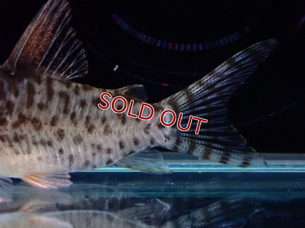 画像3: 【淡水魚】【通販】激レア No2 コリドラス キンチャン ロンドニア州 ワイルド【個体販売】(±5cm)(生体)(熱帯魚)NKCR (3)