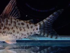 画像3: 【淡水魚】【通販】激レア No2 コリドラス キンチャン ロンドニア州 ワイルド【個体販売】(±5cm)(生体)(熱帯魚)NKCR (3)