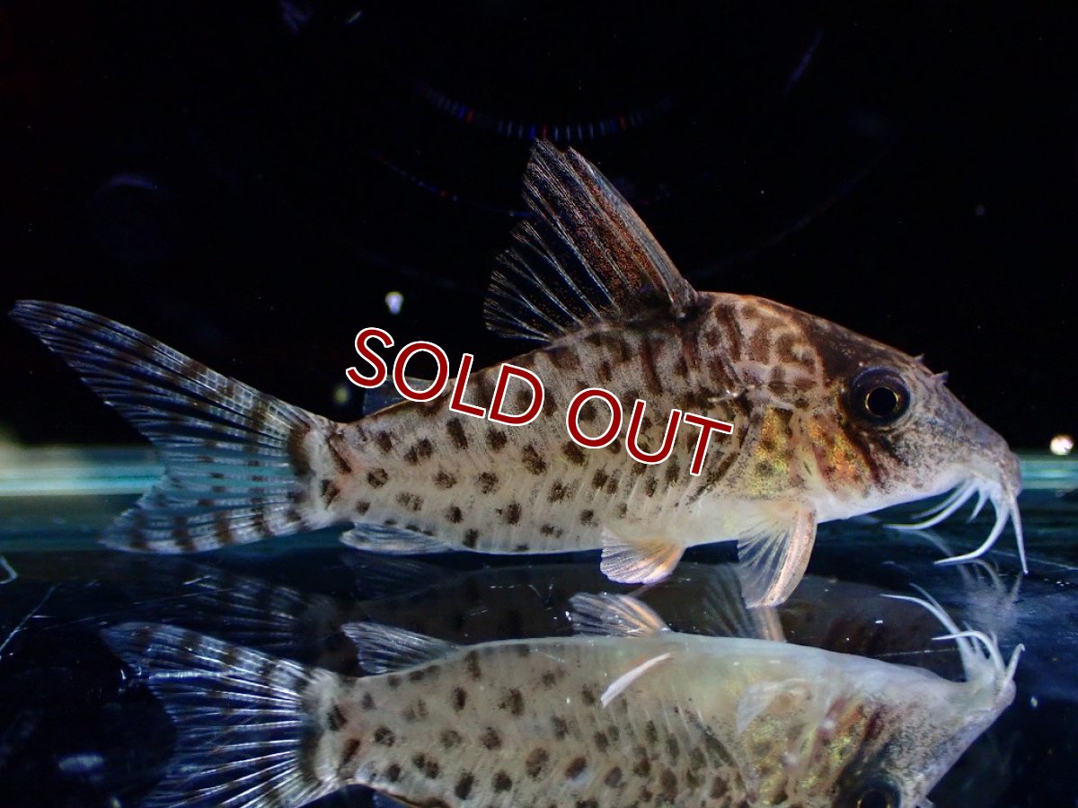 画像4: 【淡水魚】【通販】激レア No2 コリドラス キンチャン ロンドニア州 ワイルド【個体販売】(±5cm)(生体)(熱帯魚)NKCR (4)