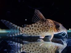 画像4: 【淡水魚】【通販】激レア No2 コリドラス キンチャン ロンドニア州 ワイルド【個体販売】(±5cm)(生体)(熱帯魚)NKCR (4)