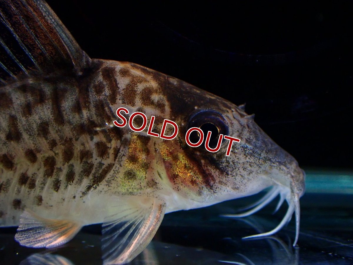 画像5: 【淡水魚】【通販】激レア No2 コリドラス キンチャン ロンドニア州 ワイルド【個体販売】(±5cm)(生体)(熱帯魚)NKCR (5)