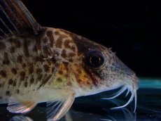 画像5: 【淡水魚】【通販】激レア No2 コリドラス キンチャン ロンドニア州 ワイルド【個体販売】(±5cm)(生体)(熱帯魚)NKCR (5)