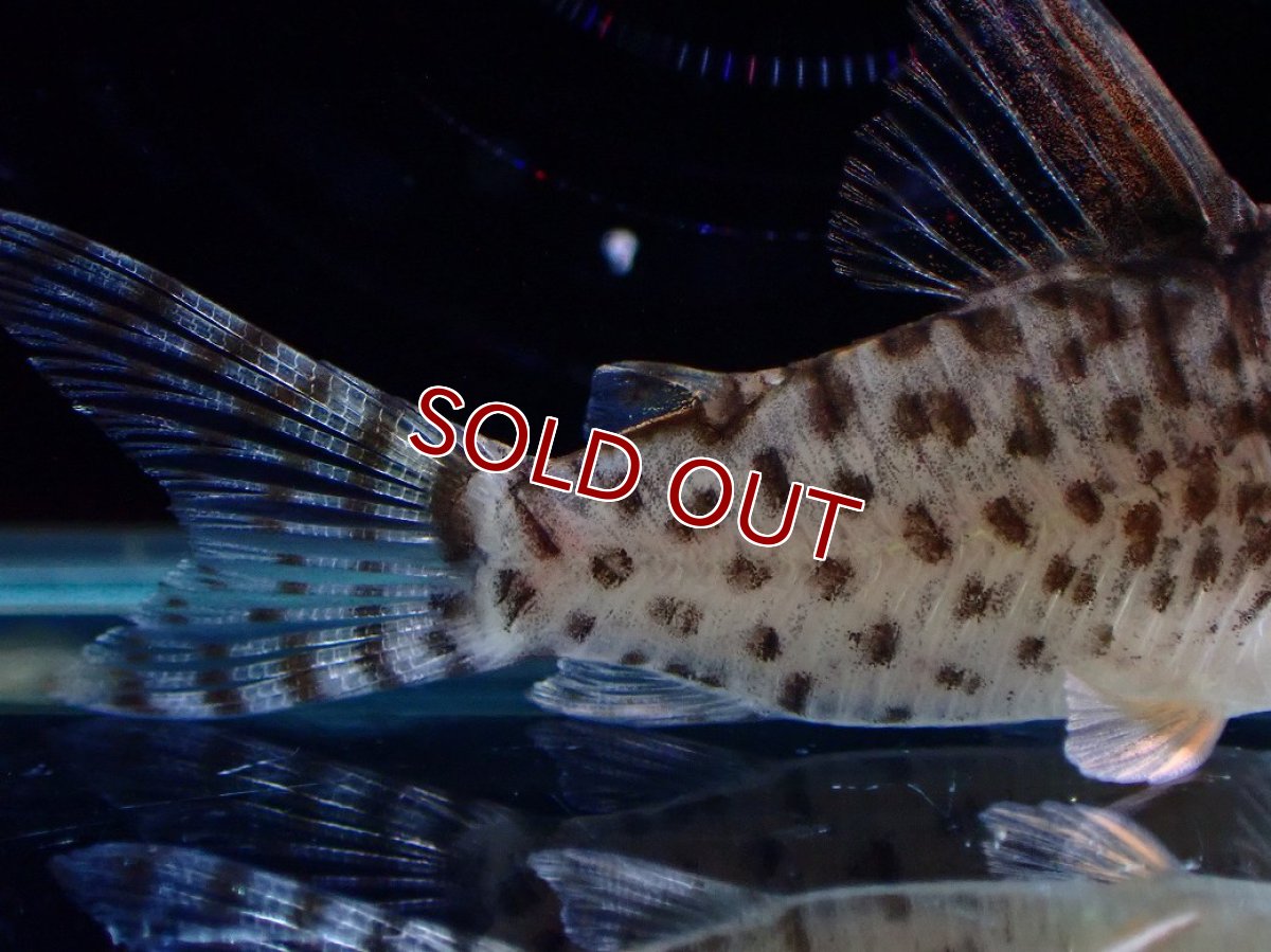 画像6: 【淡水魚】【通販】激レア No2 コリドラス キンチャン ロンドニア州 ワイルド【個体販売】(±5cm)(生体)(熱帯魚)NKCR (6)