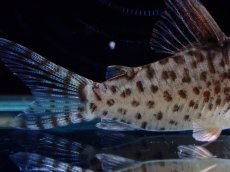 画像6: 【淡水魚】【通販】激レア No2 コリドラス キンチャン ロンドニア州 ワイルド【個体販売】(±5cm)(生体)(熱帯魚)NKCR (6)