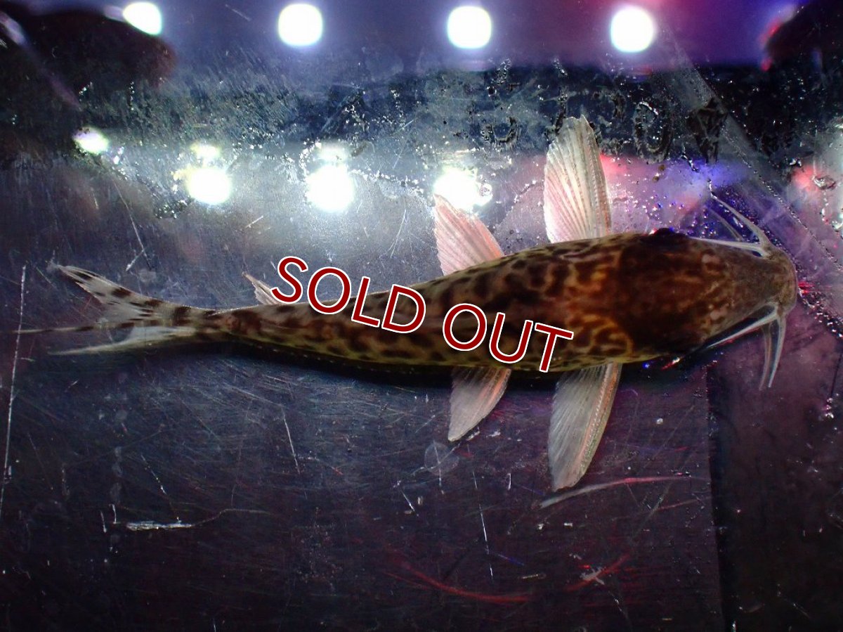 画像7: 【淡水魚】【通販】激レア No2 コリドラス キンチャン ロンドニア州 ワイルド【個体販売】(±5cm)(生体)(熱帯魚)NKCR (7)