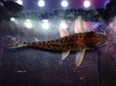 画像7: 【淡水魚】【通販】激レア No2 コリドラス キンチャン ロンドニア州 ワイルド【個体販売】(±5cm)(生体)(熱帯魚)NKCR (7)