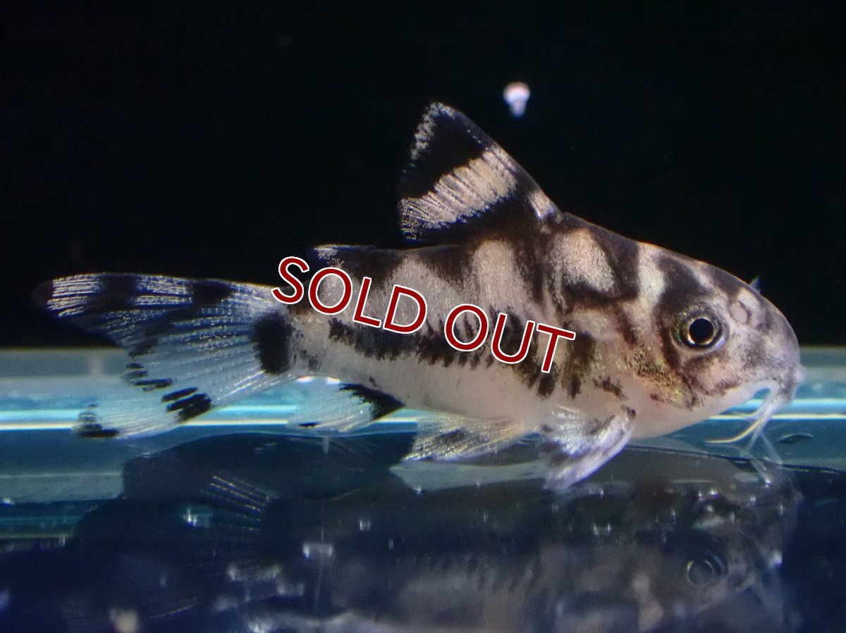 画像1: 【淡水魚】【通販】激レア １点物 コリドラス ショートボディ ゼブリーナ【1匹 サンプル画像】(±2.5cm)(コリドラス)(生体)(熱帯魚)NKCR (1)