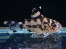 画像1: 【淡水魚】【通販】激レア １点物 コリドラス ショートボディ ゼブリーナ【1匹 サンプル画像】(±2.5cm)(コリドラス)(生体)(熱帯魚)NKCR (1)