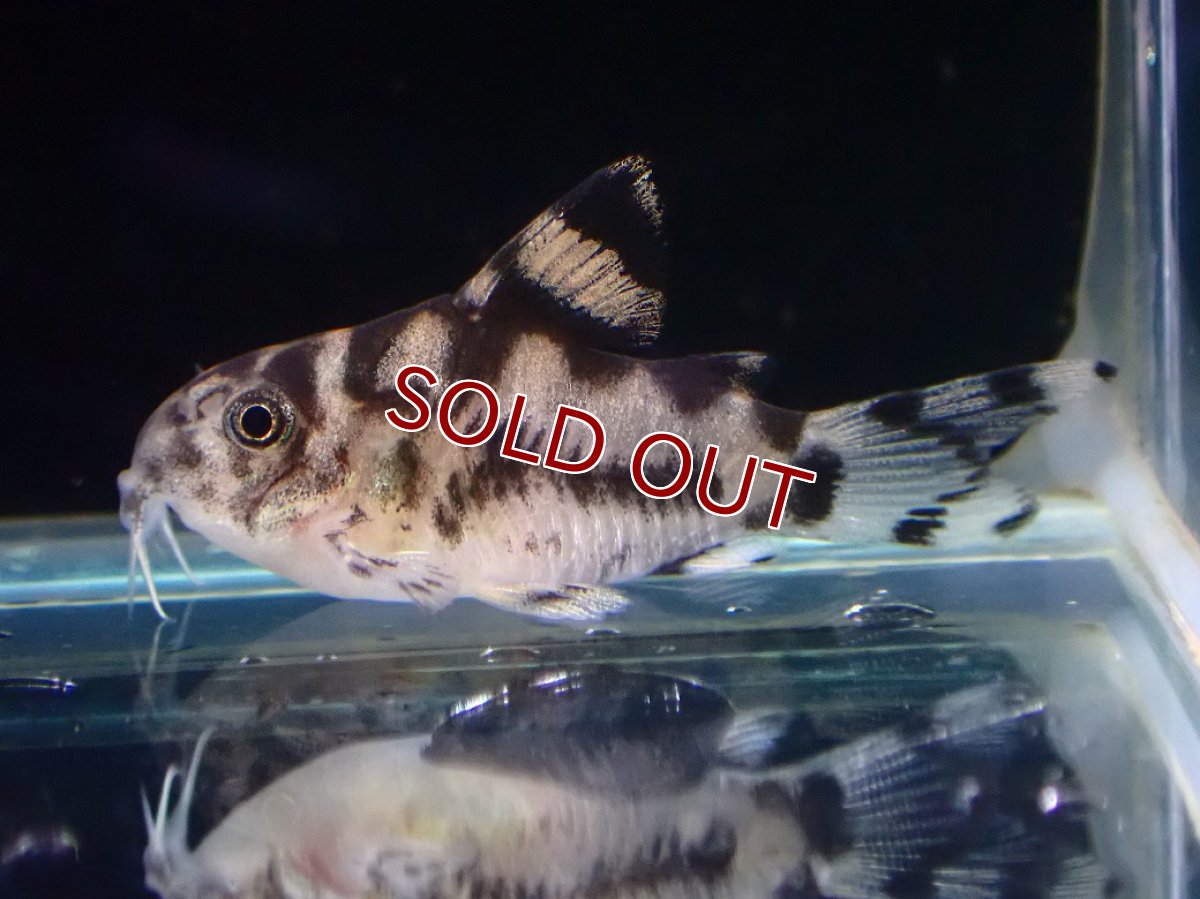 画像2: 【淡水魚】【通販】激レア １点物 コリドラス ショートボディ ゼブリーナ【1匹 サンプル画像】(±2.5cm)(コリドラス)(生体)(熱帯魚)NKCR (2)