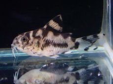 画像2: 【淡水魚】【通販】激レア １点物 コリドラス ショートボディ ゼブリーナ【1匹 サンプル画像】(±2.5cm)(コリドラス)(生体)(熱帯魚)NKCR (2)