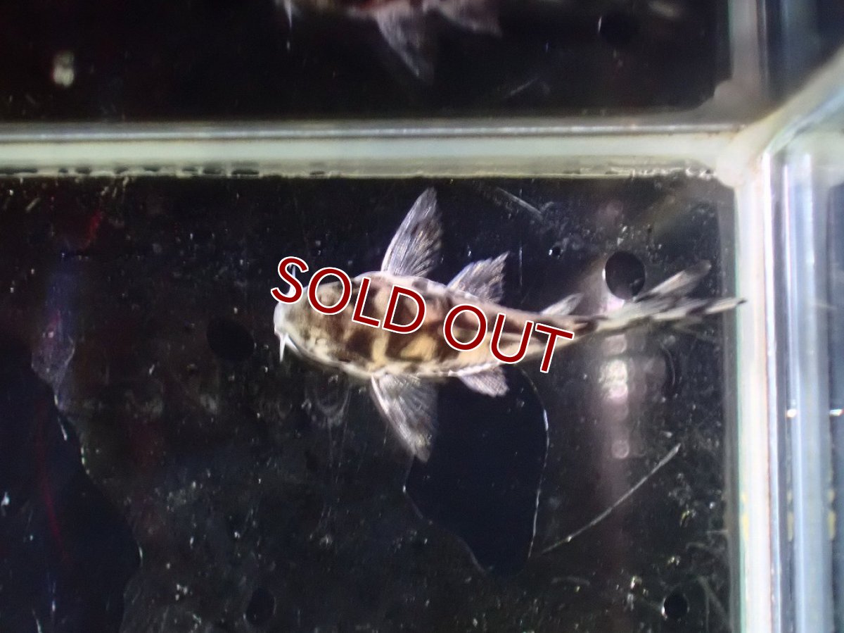 画像3: 【淡水魚】【通販】激レア １点物 コリドラス ショートボディ ゼブリーナ【1匹 サンプル画像】(±2.5cm)(コリドラス)(生体)(熱帯魚)NKCR (3)