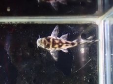 画像3: 【淡水魚】【通販】激レア １点物 コリドラス ショートボディ ゼブリーナ【1匹 サンプル画像】(±2.5cm)(コリドラス)(生体)(熱帯魚)NKCR (3)