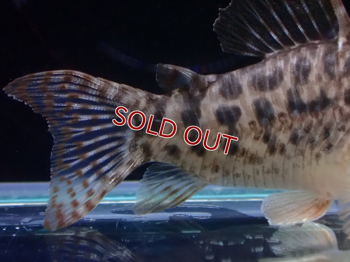 画像3: 【淡水魚】【通販】レア種 No1 コリドラス タイガーアンチェスター タパジョス産 ワイルド【1匹 サンプル画像】(±5cm(生体)(熱帯魚)NKCR (3)