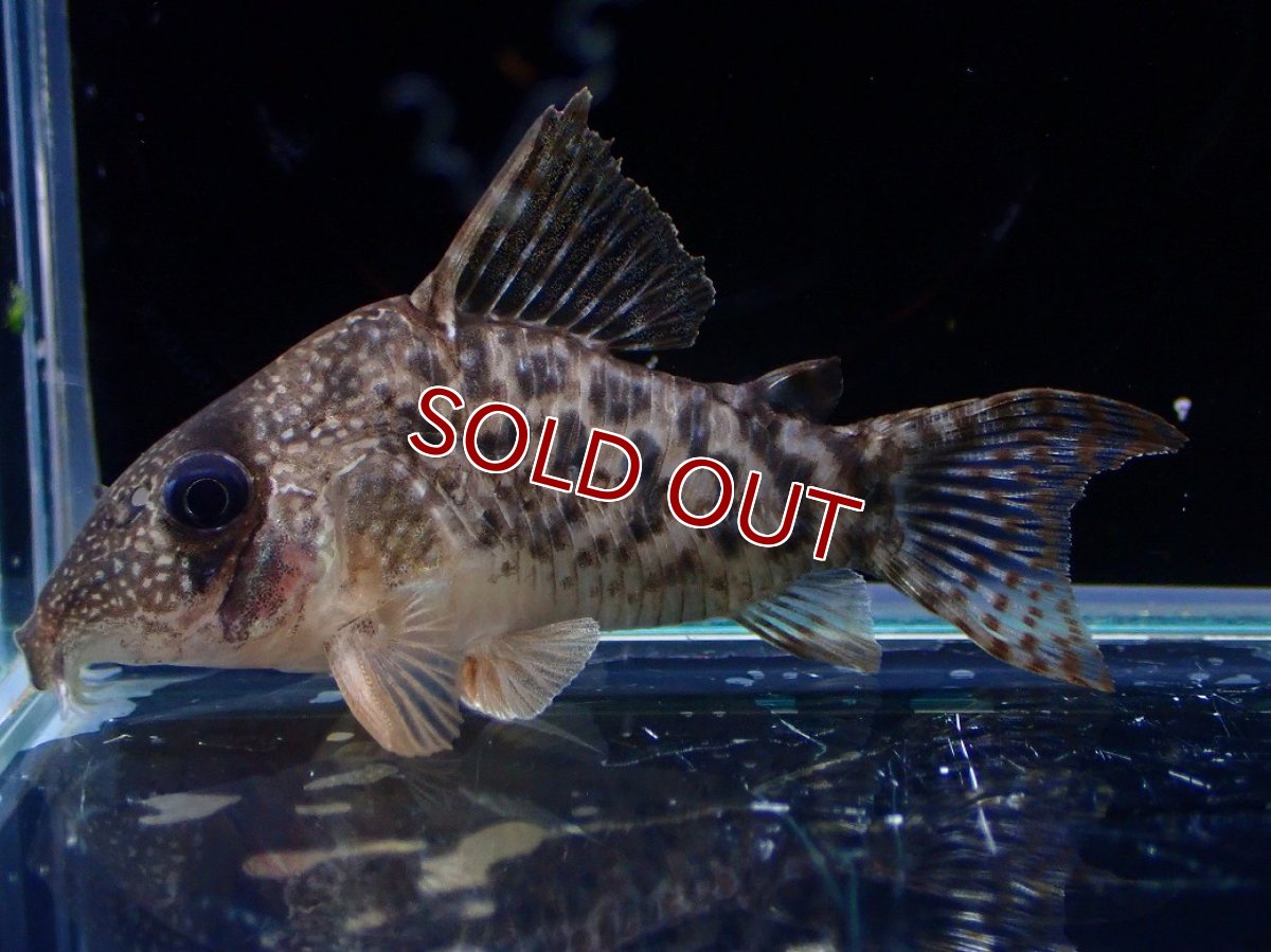 画像4: 【淡水魚】【通販】レア種 No1 コリドラス タイガーアンチェスター タパジョス産 ワイルド【1匹 サンプル画像】(±5cm(生体)(熱帯魚)NKCR (4)