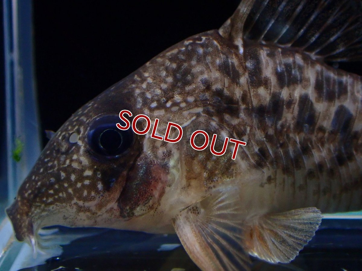 画像5: 【淡水魚】【通販】レア種 No1 コリドラス タイガーアンチェスター タパジョス産 ワイルド【1匹 サンプル画像】(±5cm(生体)(熱帯魚)NKCR (5)