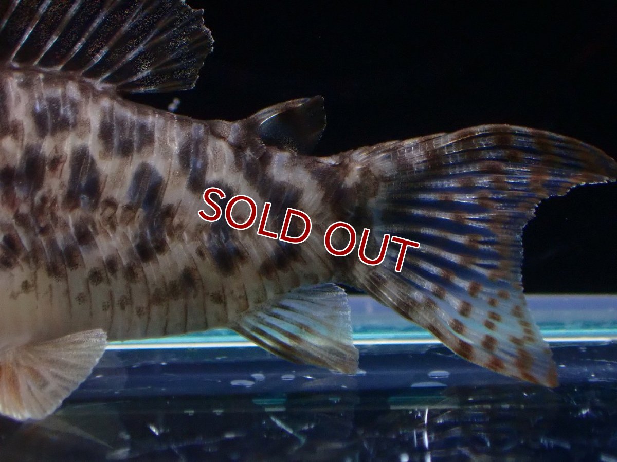 画像6: 【淡水魚】【通販】レア種 No1 コリドラス タイガーアンチェスター タパジョス産 ワイルド【1匹 サンプル画像】(±5cm(生体)(熱帯魚)NKCR (6)