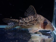 画像1: 【淡水魚】【通販】レア種 No2 コリドラス タイガーアンチェスター タパジョス産 ワイルド【1匹 サンプル画像】(±5cm(生体)(熱帯魚)NKCR (1)