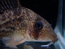 画像2: 【淡水魚】【通販】レア種 No2 コリドラス タイガーアンチェスター タパジョス産 ワイルド【1匹 サンプル画像】(±5cm(生体)(熱帯魚)NKCR (2)