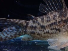 画像3: 【淡水魚】【通販】レア種 No2 コリドラス タイガーアンチェスター タパジョス産 ワイルド【1匹 サンプル画像】(±5cm(生体)(熱帯魚)NKCR (3)