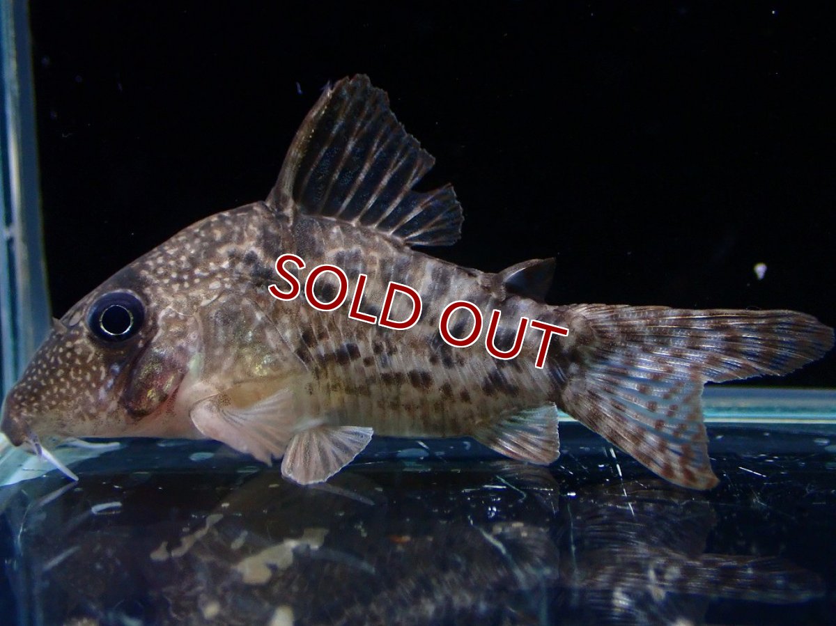 画像4: 【淡水魚】【通販】レア種 No2 コリドラス タイガーアンチェスター タパジョス産 ワイルド【1匹 サンプル画像】(±5cm(生体)(熱帯魚)NKCR (4)