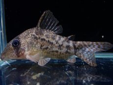 画像4: 【淡水魚】【通販】レア種 No2 コリドラス タイガーアンチェスター タパジョス産 ワイルド【1匹 サンプル画像】(±5cm(生体)(熱帯魚)NKCR (4)