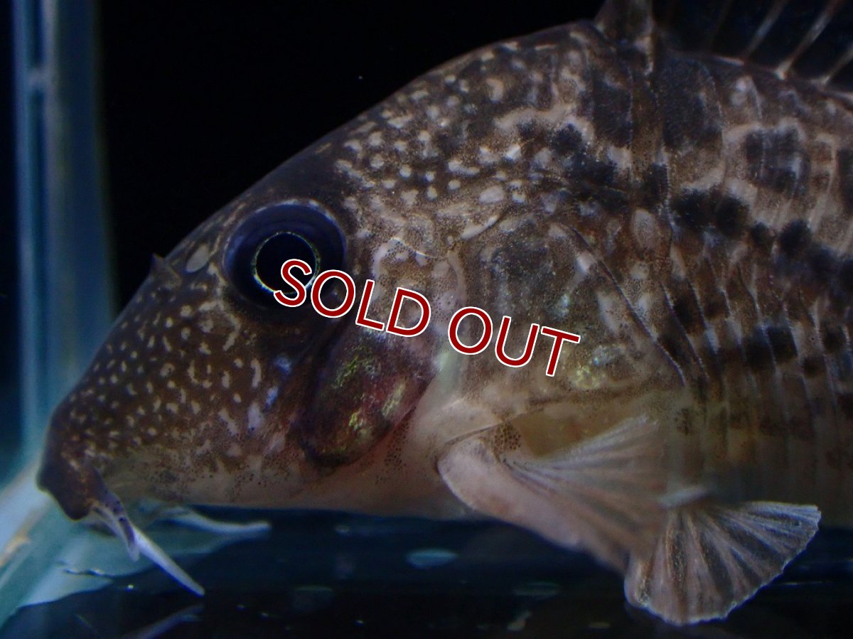 画像5: 【淡水魚】【通販】レア種 No2 コリドラス タイガーアンチェスター タパジョス産 ワイルド【1匹 サンプル画像】(±5cm(生体)(熱帯魚)NKCR (5)