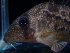 画像5: 【淡水魚】【通販】レア種 No2 コリドラス タイガーアンチェスター タパジョス産 ワイルド【1匹 サンプル画像】(±5cm(生体)(熱帯魚)NKCR (5)