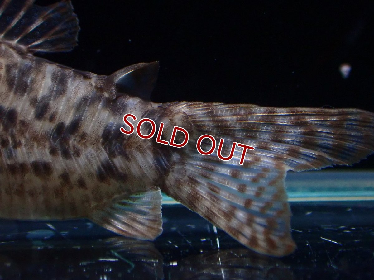 画像6: 【淡水魚】【通販】レア種 No2 コリドラス タイガーアンチェスター タパジョス産 ワイルド【1匹 サンプル画像】(±5cm(生体)(熱帯魚)NKCR (6)