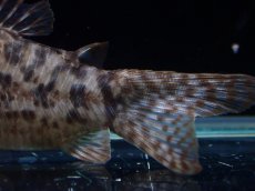 画像6: 【淡水魚】【通販】レア種 No2 コリドラス タイガーアンチェスター タパジョス産 ワイルド【1匹 サンプル画像】(±5cm(生体)(熱帯魚)NKCR (6)