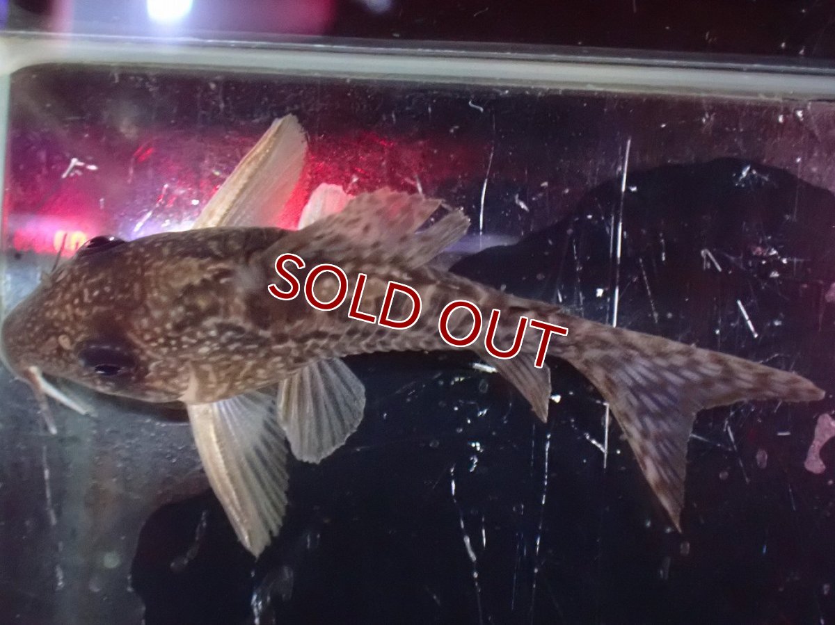 画像7: 【淡水魚】【通販】レア種 No2 コリドラス タイガーアンチェスター タパジョス産 ワイルド【1匹 サンプル画像】(±5cm(生体)(熱帯魚)NKCR (7)