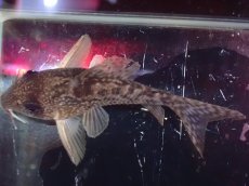 画像7: 【淡水魚】【通販】レア種 No2 コリドラス タイガーアンチェスター タパジョス産 ワイルド【1匹 サンプル画像】(±5cm(生体)(熱帯魚)NKCR (7)