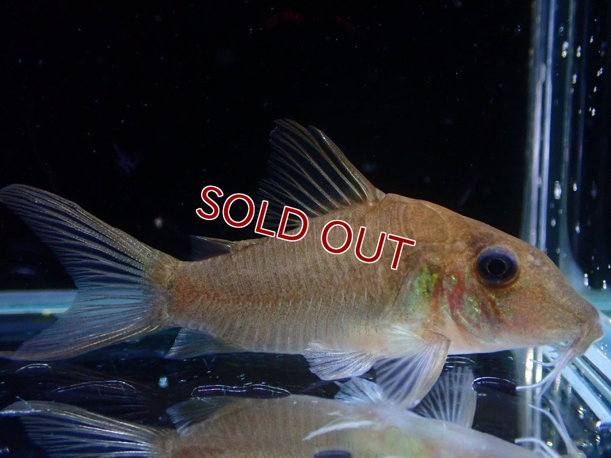 画像1: 【淡水魚】【通販】超激レア コリドラス ホワイトヘテロモルフス マロニリバー産 ワイルド【個体販売】(±5.5cm)(生体)(熱帯魚)NKCR (1)