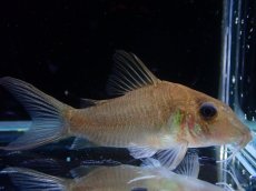 画像1: 【淡水魚】【通販】超激レア コリドラス ホワイトヘテロモルフス マロニリバー産 ワイルド【個体販売】(±5.5cm)(生体)(熱帯魚)NKCR (1)