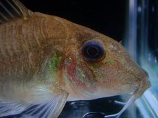 画像2: 【淡水魚】【通販】超激レア コリドラス ホワイトヘテロモルフス マロニリバー産 ワイルド【個体販売】(±5.5cm)(生体)(熱帯魚)NKCR (2)