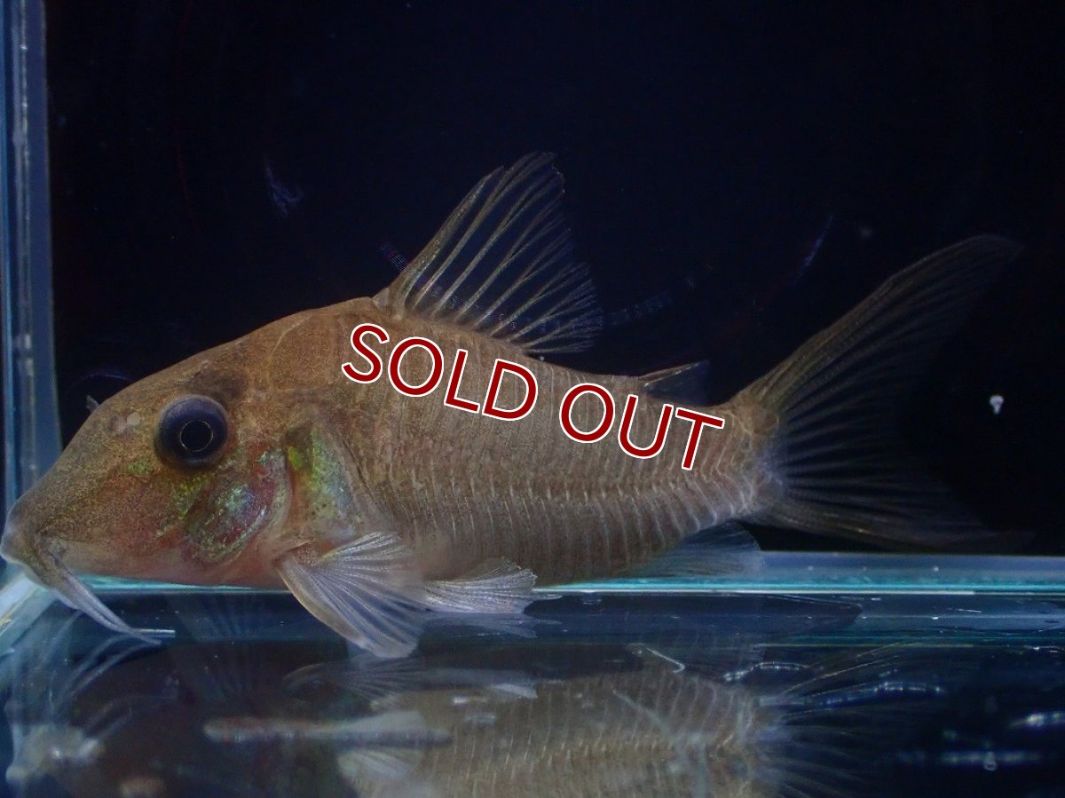 画像3: 【淡水魚】【通販】超激レア コリドラス ホワイトヘテロモルフス マロニリバー産 ワイルド【個体販売】(±5.5cm)(生体)(熱帯魚)NKCR (3)