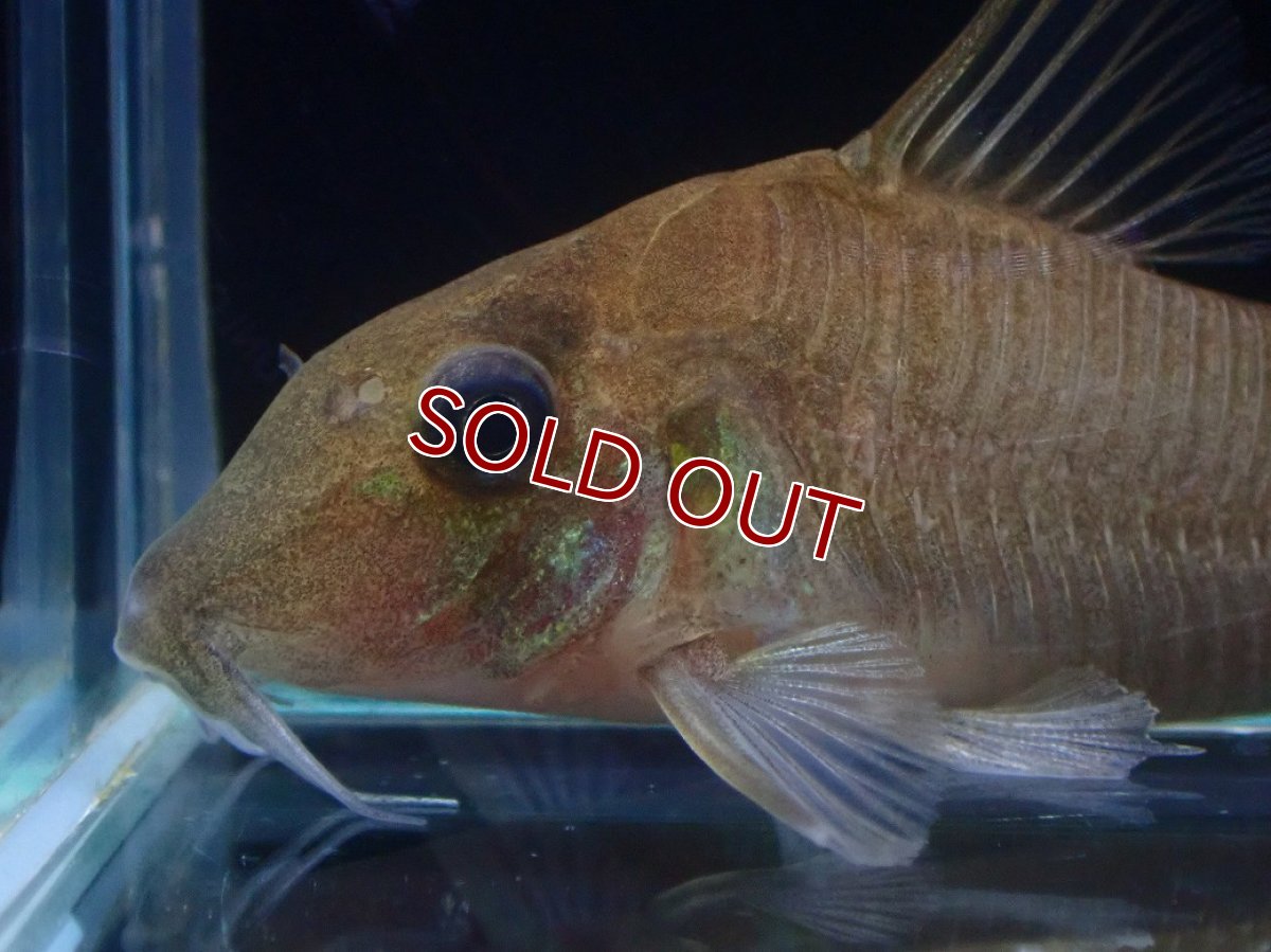 画像4: 【淡水魚】【通販】超激レア コリドラス ホワイトヘテロモルフス マロニリバー産 ワイルド【個体販売】(±5.5cm)(生体)(熱帯魚)NKCR (4)